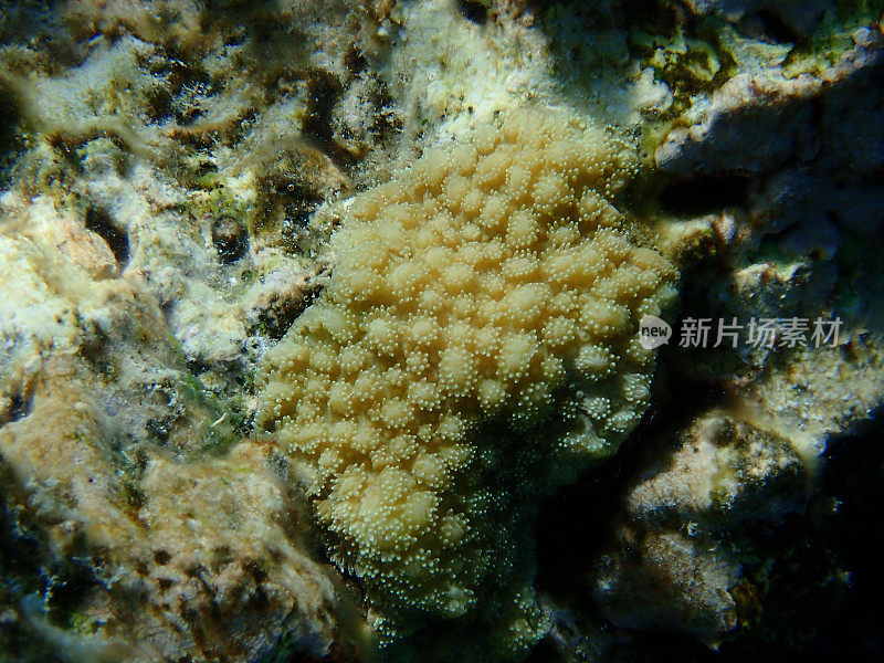 石珊瑚，刺珊瑚(hydronophora microconos)，红海海底近景